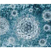 DETENCION VIRUS HEPATITIS B POR PCR 4 PRACTICAS "BIOTED